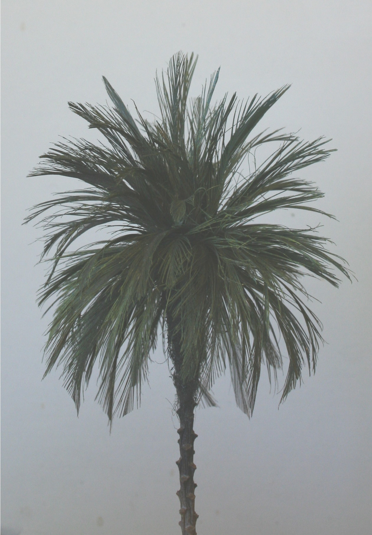 Date Palm